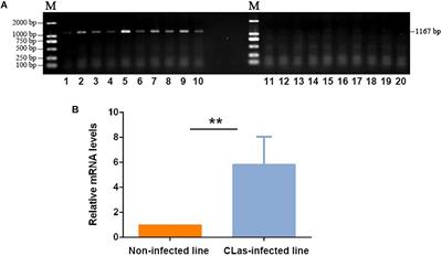 Transcriptomic and Metabolomic Analyses of Diaphorina citri Kuwayama Infected and Non-infected With Candidatus Liberibacter Asiaticus